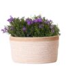 Campanula Addenda Ambella Intense purple – Baumwollschale mit Campanula mit Bewässerungssystem – 3 Stück – Glockenblume lila – Topfgröße 12cm – indoor & outdoor