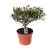 Olea Olijf – Ø15cm – ↕35cm