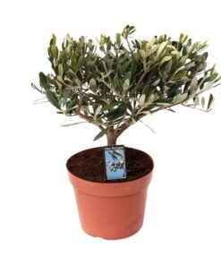 Olea Olijf – Ø15cm – ↕35cm