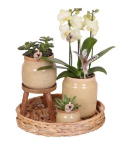 Kolibri Orchids | Grünpflanzen mit gelber Phalaenopsis-Orchidee in khakifarbenen Vintage-Ziertöpfen und Hyazinthentablett