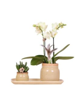 Kolibri Orchids | Grünpflanzen mit gelber Phalaenopsis-Orchidee in khakifarbenen Vintage-Ziertöpfen – Ø 9 cm, Ø 6 cm und Bambustablett Ø 30 cm | ↕ ca. 59 cm |