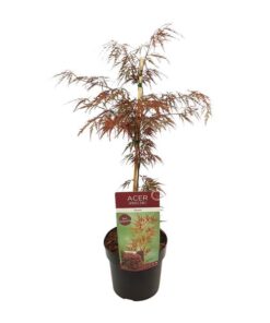 Acer palm. ‚Garnet‘ – ↨40cm – Ø19cm