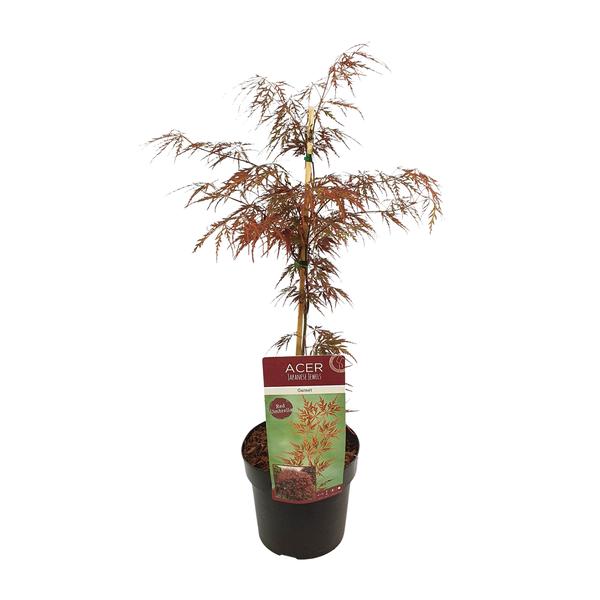 Acer palm. ‚Garnet‘ – ↨40cm – Ø19cm