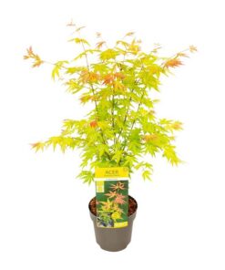 Acer palmatum Orange Dream – Ø19 – ↨40cm