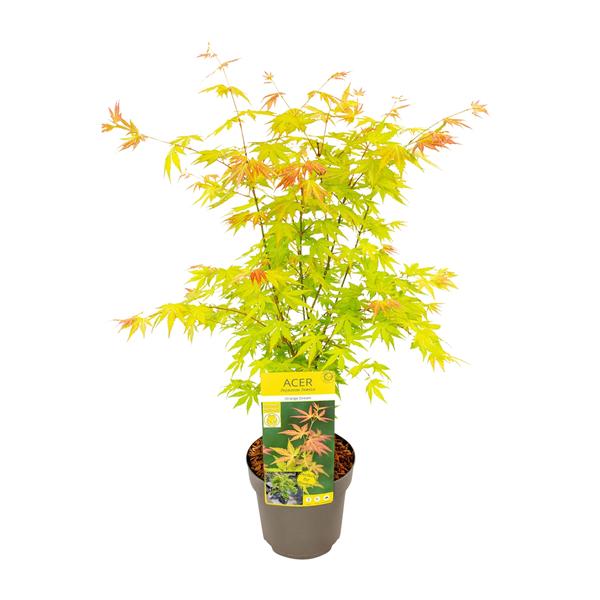 Acer palmatum Orange Dream – Ø19 – ↨40cm