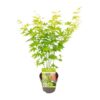 Acer palmatum Going Green – Ø15 – ↨30cm