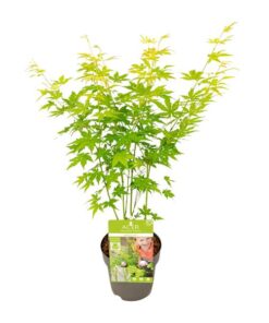 Acer palmatum Going Green – Ø15 – ↨30cm