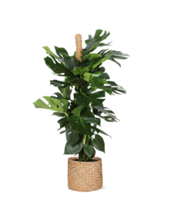 Monstera Deliciosa MOSSTOK Ø27cm ↕150cm in Albury NATURAL mand