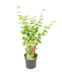 Acer palmatum Going Green – Ø19 – ↨40cm