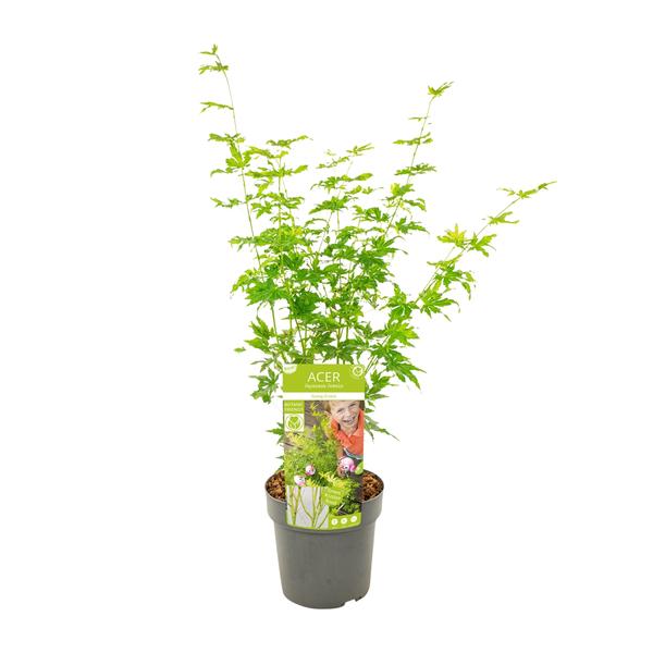 Acer palmatum Going Green – Ø19 – ↨40cm