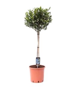 Olea Olijf – Ø22cm – ↕90cm