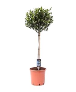 Olea Olijf – Ø22cm – ↕100cm