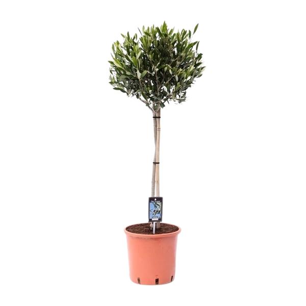 Olea Olijf – Ø22cm – ↕100cm