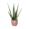 Aloe Vera – Ø 12 cm – ↕14 cm In einem ELHO Übertopf Rosa