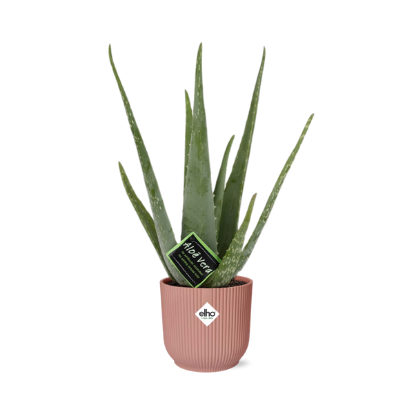 Aloe Vera – Ø 12 cm – ↕14 cm In einem ELHO Übertopf Rosa