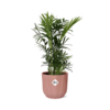 Chamaedorea Elegans in ELHO Vibes Fold 14cm roze