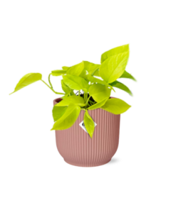 Epipremnum Pinnatum ‘Golden Pothos’ in ELHO Vibes Fold 14cm roze