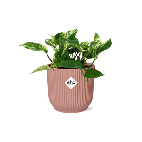 Scindapsus (Epipremnum) Marble Queen in ELHO Vibes Fold 14cm roze