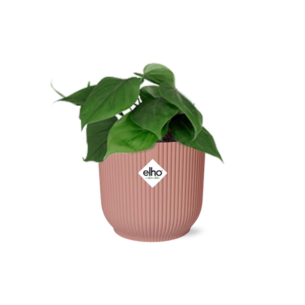 Philodendron Scandens in ELHO Vibes Fold 14cm roze