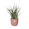 Sansevieria Fernwood Punk in ELHO Vibes Fold 14cm roze