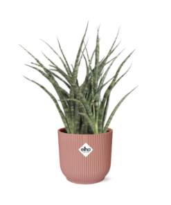 Sansevieria Fernwood Punk in ELHO Vibes Fold 14cm roze