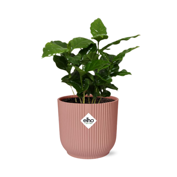 Coffea Arabica in ELHO Vibes Fold 14cm roze