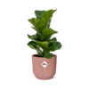 Ficus Lyrata ‘Bambino’ in ELHO Vibes Fold 14cm roze