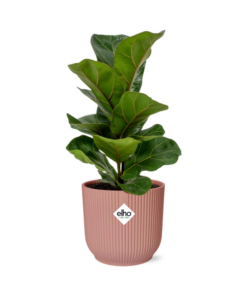 Ficus Lyrata ‘Bambino’ in ELHO Vibes Fold 14cm roze