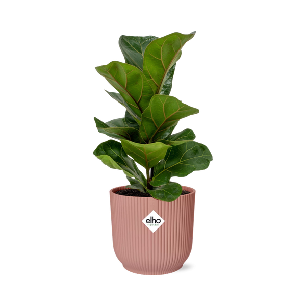 Ficus Lyrata ‘Bambino’ in ELHO Vibes Fold 14cm roze