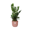 Zamioculcas – Hoogte 45-50 in ELHO Vibes Fold 14cm roze