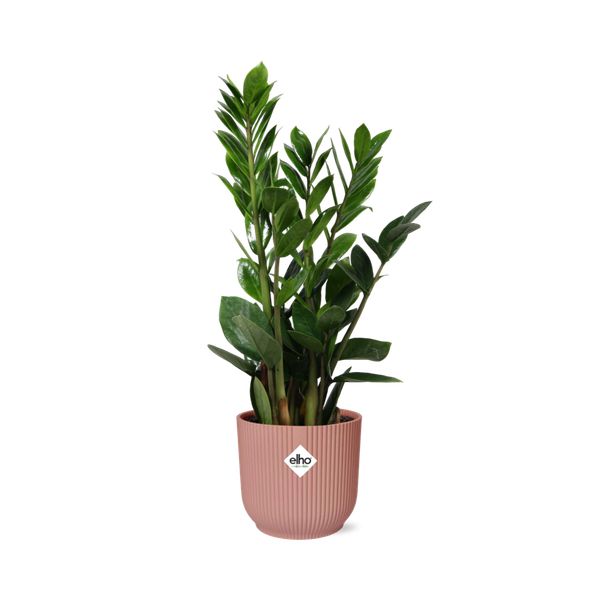 Zamioculcas – Hoogte 45-50 in ELHO Vibes Fold 14cm roze