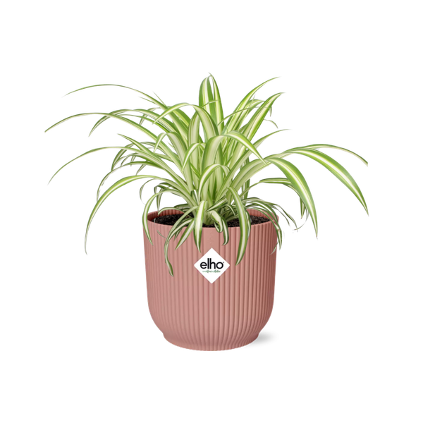 Chlorophytum Comosum Variegatum in ELHO Vibes Fold 14cm roze