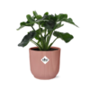 Philodendron Atom in ELHO Vibes Fold 14cm roze