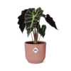 Alocasia ‘Polly’ in ELHO Vibes Fold 14cm roze