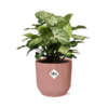 Syngonium Arrow in ELHO Vibes Fold 14cm roze