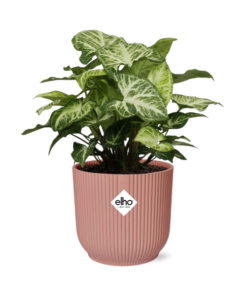 Syngonium Arrow in ELHO Vibes Fold 14cm roze