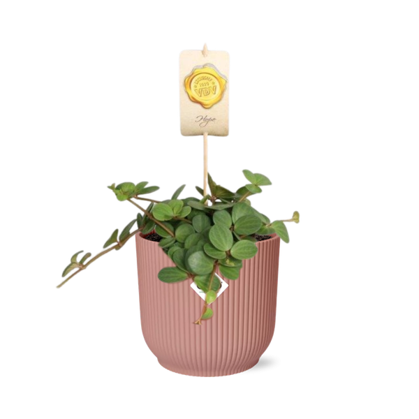 Peperomia ‘Hope’ in ELHO Vibes Fold 14cm roze