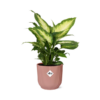 Dieffenbachia ‘Camilla’ in ELHO Vibes Fold 14cm roze