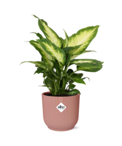 Dieffenbachia ‘Camilla’ in ELHO Vibes Fold 14cm roze