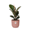 Ficus Elastica ‘Robusta’ in ELHO Vibes Fold 14cm roze