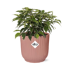 Ficus Benjamina Kinky in ELHO Vibes Fold 14cm roze