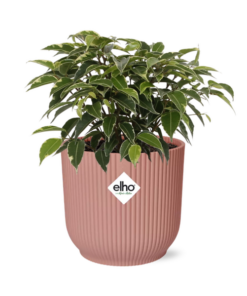 Ficus Benjamina Kinky in ELHO Vibes Fold 14cm roze