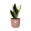 Sansevieria Futura Superba in ELHO Vibes Fold 14cm roze