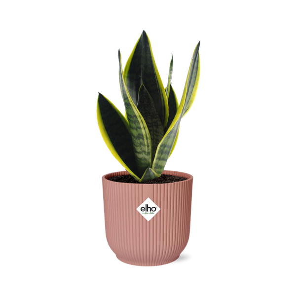 Sansevieria Futura Superba in ELHO Vibes Fold 14cm roze