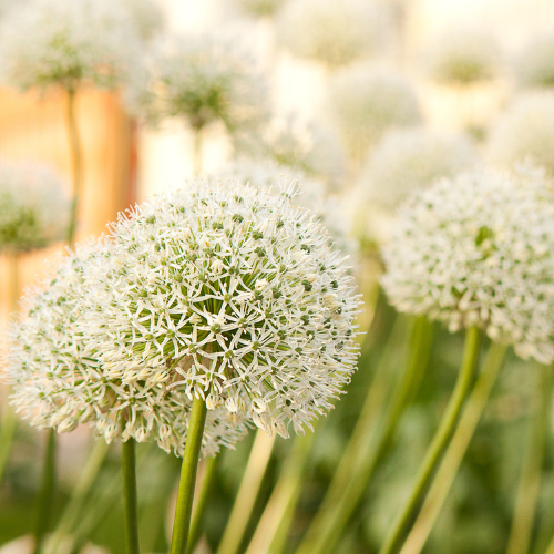 White Giant – Allium bollen 5 stuks