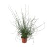 Juncus Effusus Spiralis – Ø12cm – ↕30cm