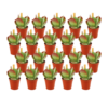 Kalanchoe Thyrsiflora – 20 stuks – Ø5,5cm – ↕10cm