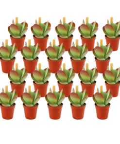 Kalanchoe Thyrsiflora – 20 stuks – Ø5,5cm – ↕10cm