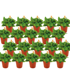 Peperomia Pixi – 20 stuks – Ø5,5cm – ↕10cm