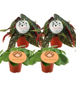 2x Pilea Peperomioides + 2x Begonia Maculata – 4 stuks – Ø12cm – ↕20cm